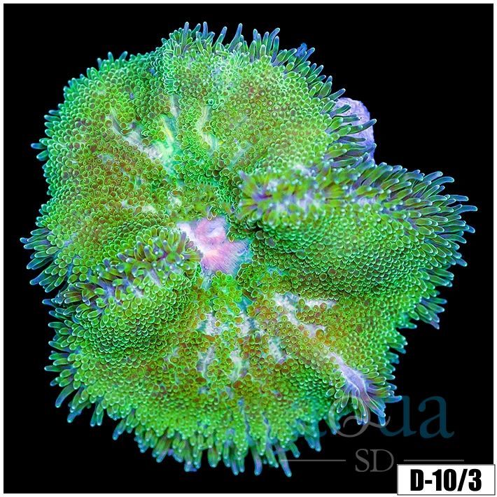 Baby Matenensis Carpet Anemone