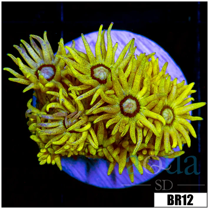 Banana Goni - Image 2