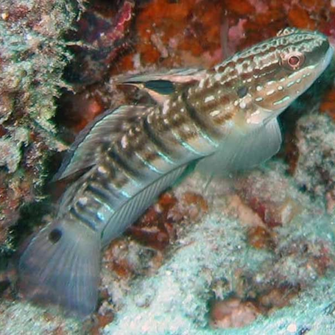 Banded Sleeper Goby
