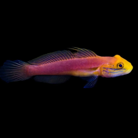 Bella Goby