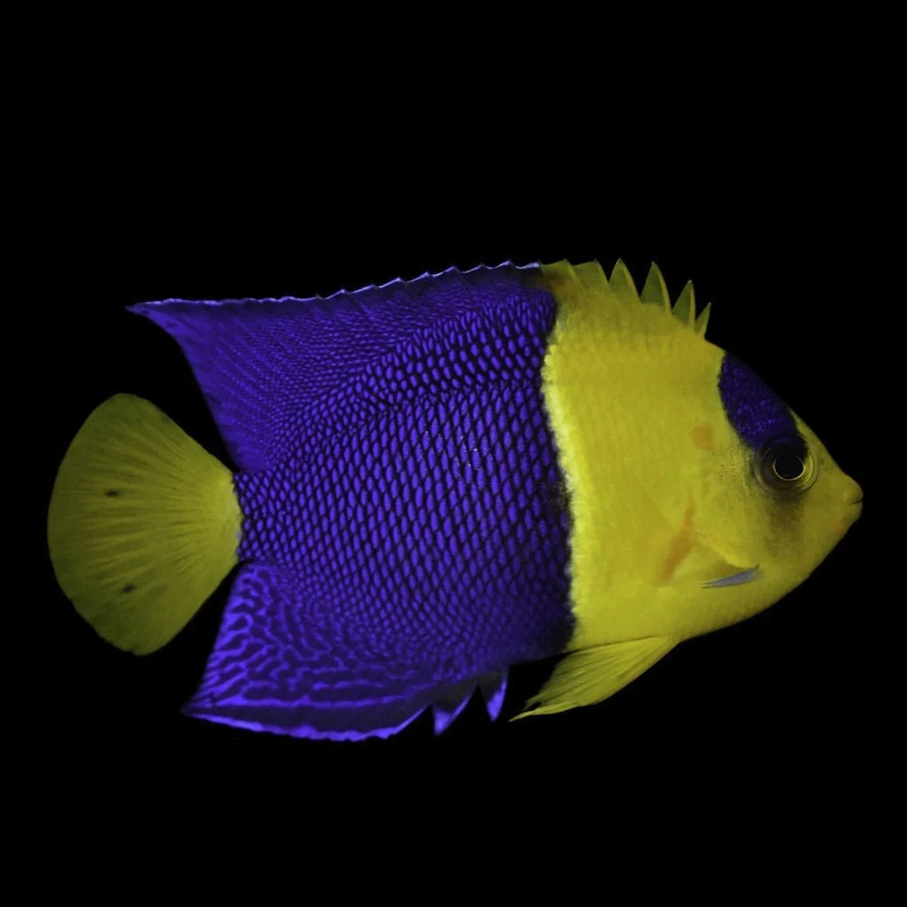 Bicolor Angelfish