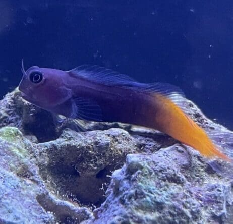 Bicolor Blenny