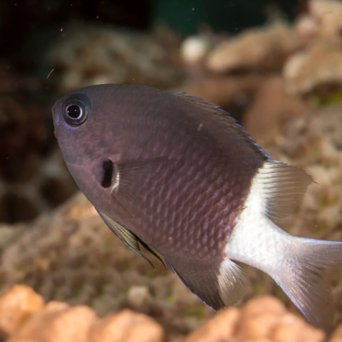 Bicolor Chromis