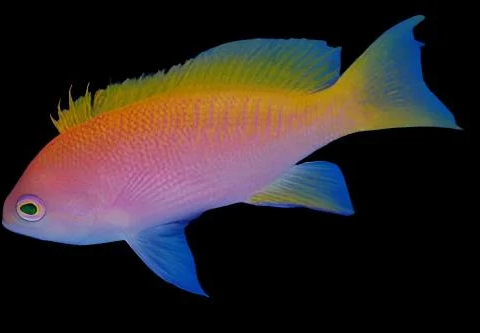 Bimaculatus Anthias Female