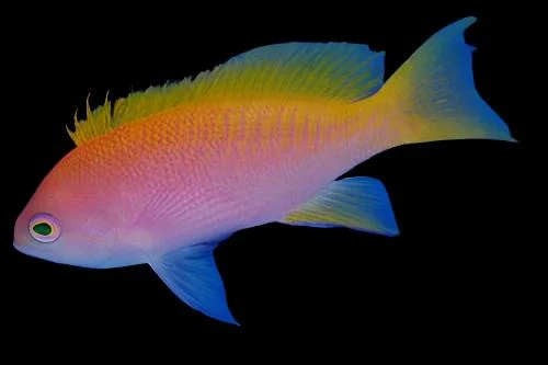 Bimaculatus Anthias Female