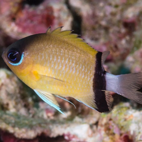 Black Bar Chromis