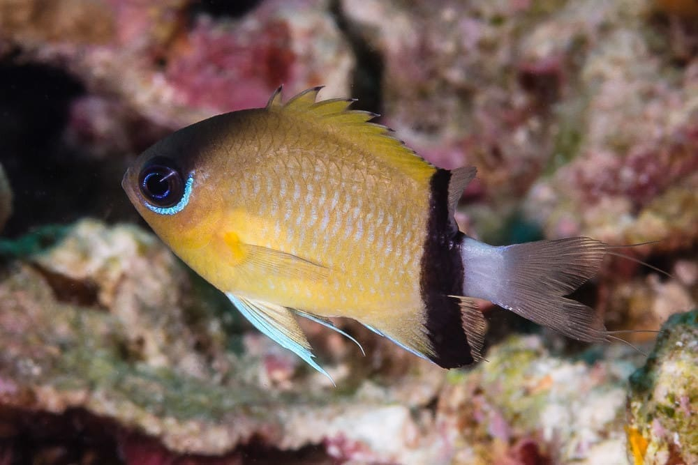 Black Bar Chromis