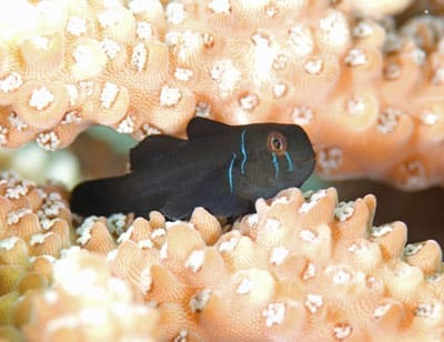 Black Clown Goby