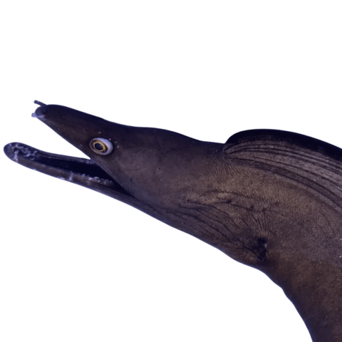 Black Dragon Eel