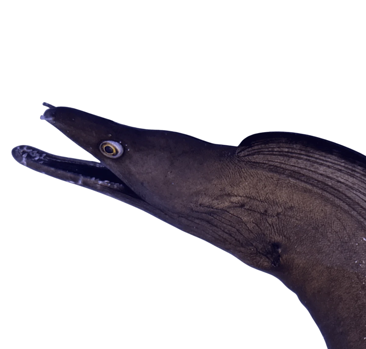 Black Dragon Eel
