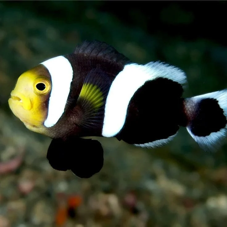 Black Saddle Clown