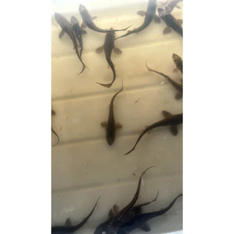 Black Sturgeon 4-5"