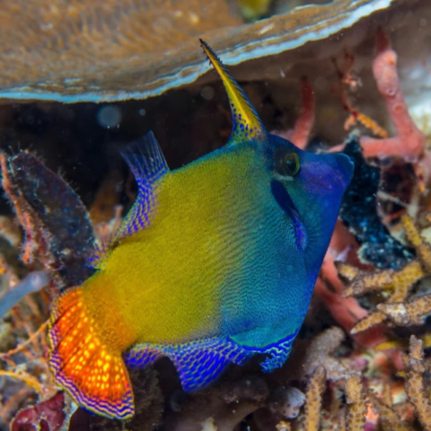 Blackbar Filefish (Red Tail)