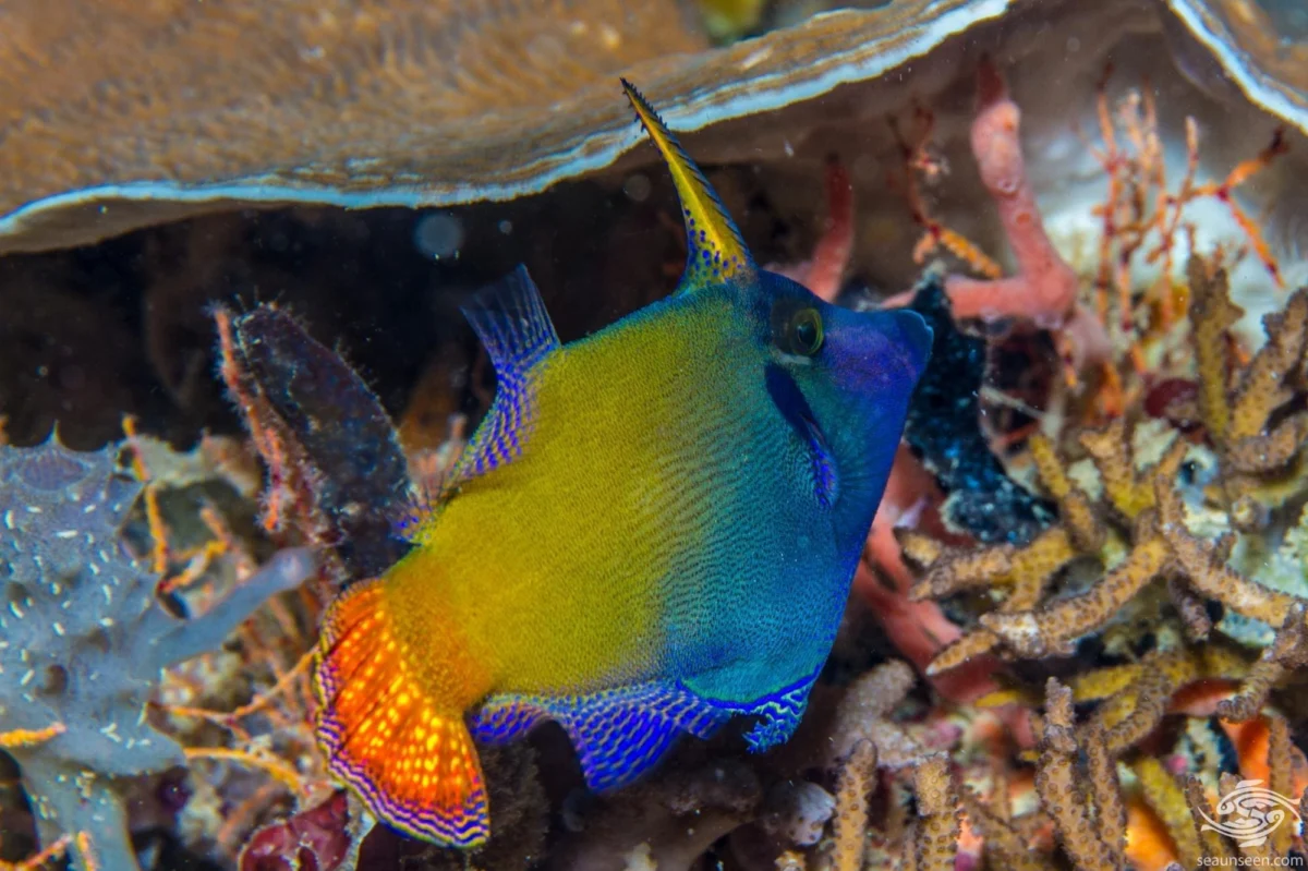 Blackbar Filefish (Red Tail)