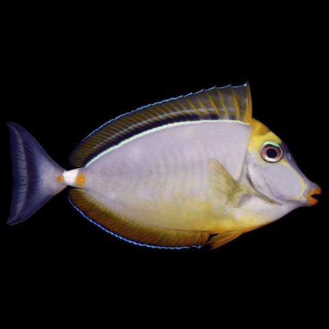 Blonde Naso Tang