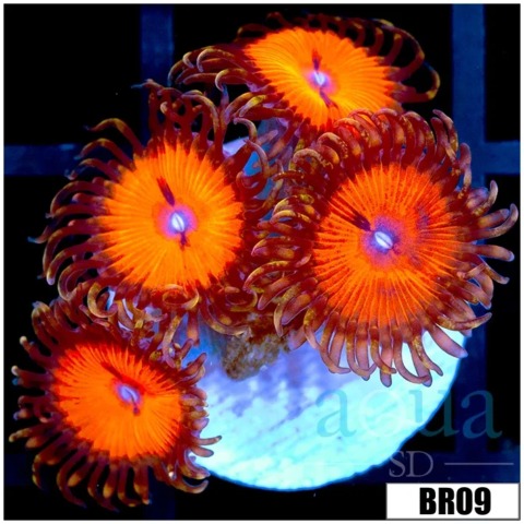 Blood Sucker Zoas