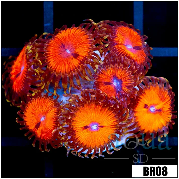 Blood Sucker Zoas - Image 2