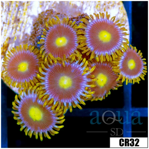 Blow Pop Zoas