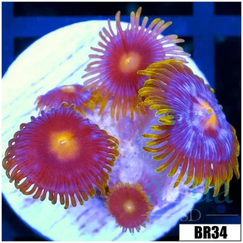 Blow Pop Zoas