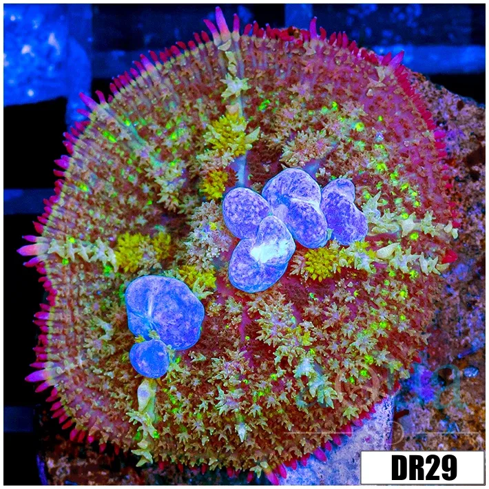 Blue Bounce Rhodactis