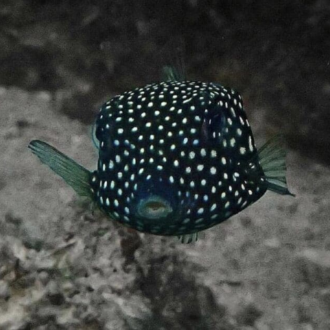 Blue Boxfish (Female) Med
