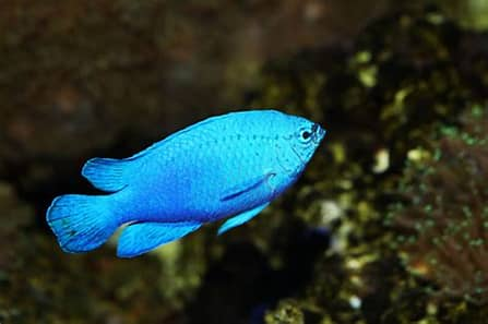 Blue Devil Damselfish