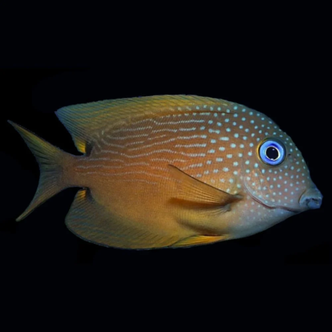 Blue Eye Tang