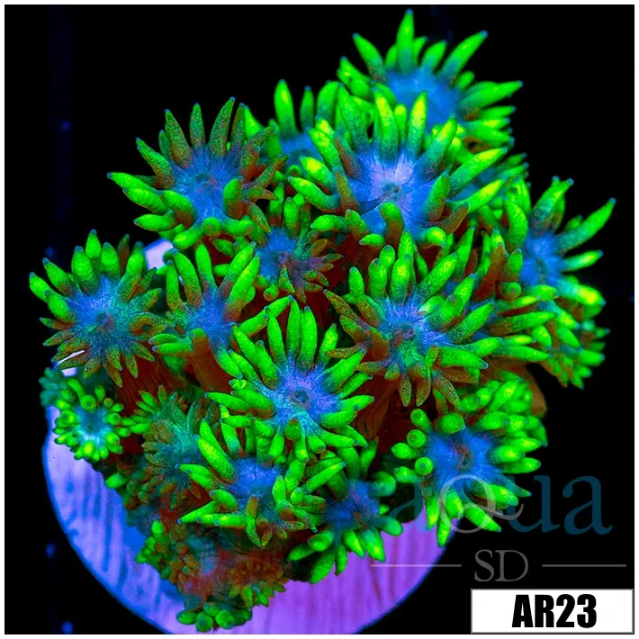 Blue Flower Goni