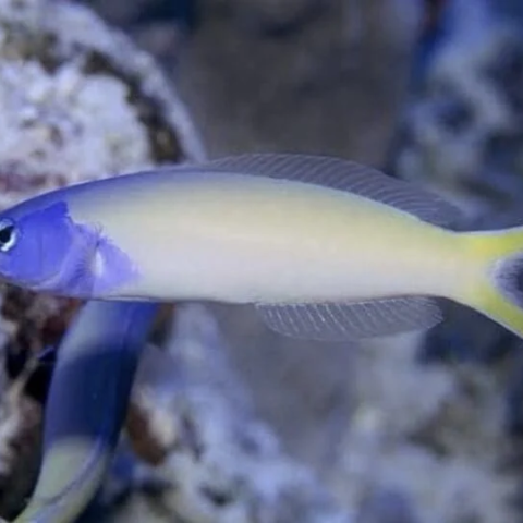 Blue Head Tile Fish (Starcki)