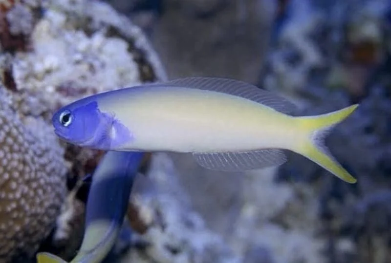 Blue Head Tile Fish (Starcki)