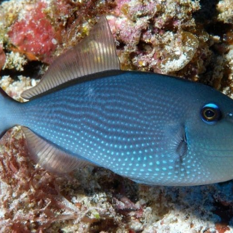 Blue Jaw Trigger Female Med