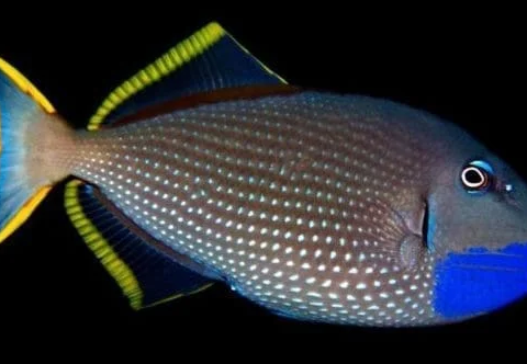 Blue Jaw Trigger Male Lg