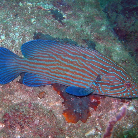 Blue Line Grouper