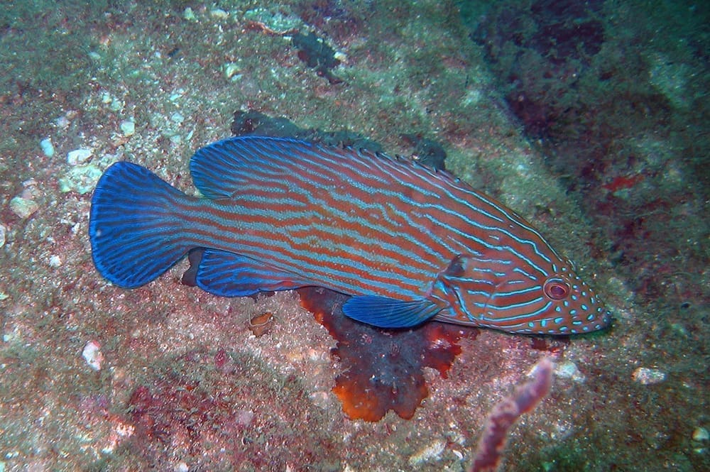 Blue Line Grouper