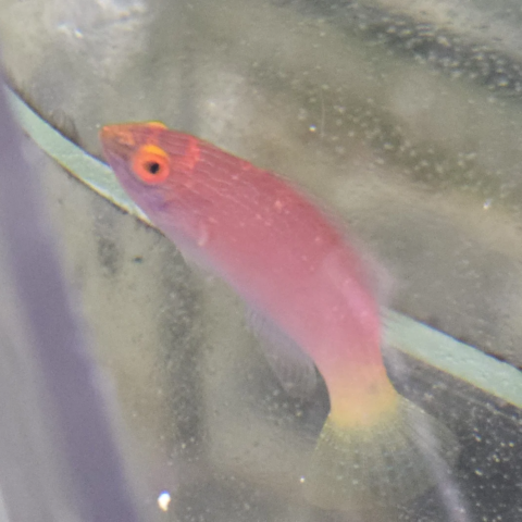 Blue Margin Fairy Wrasse Female