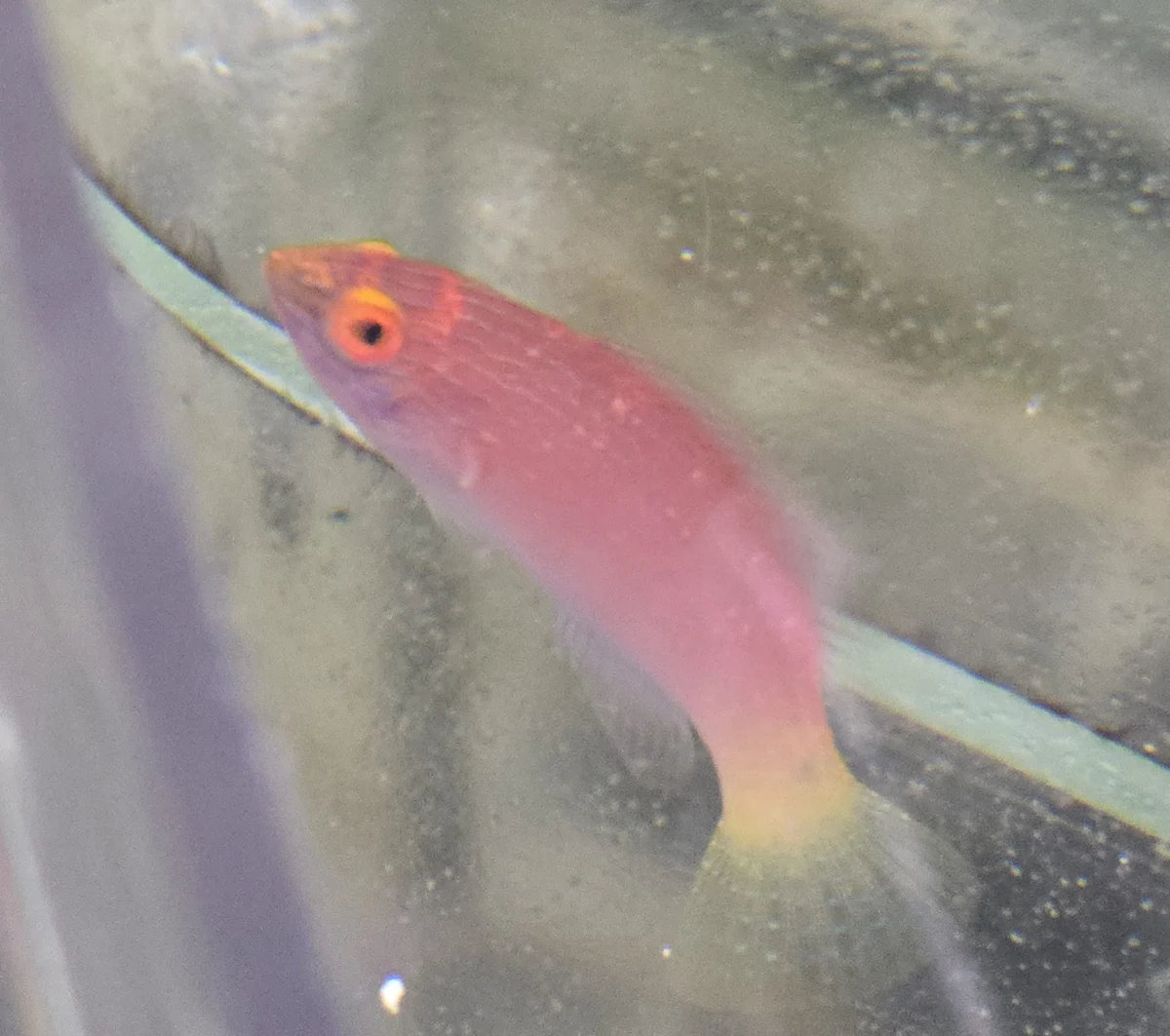 Blue Margin Fairy Wrasse Female