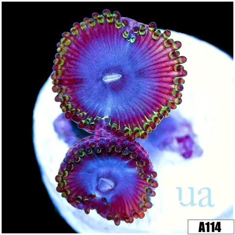 Blue People Eater Zoas