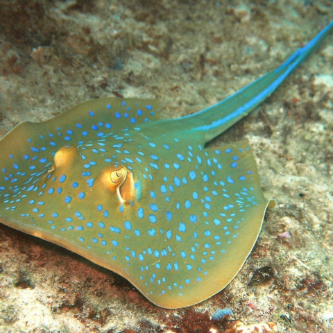 Blue Spot Stingray Africa(Expert Only)