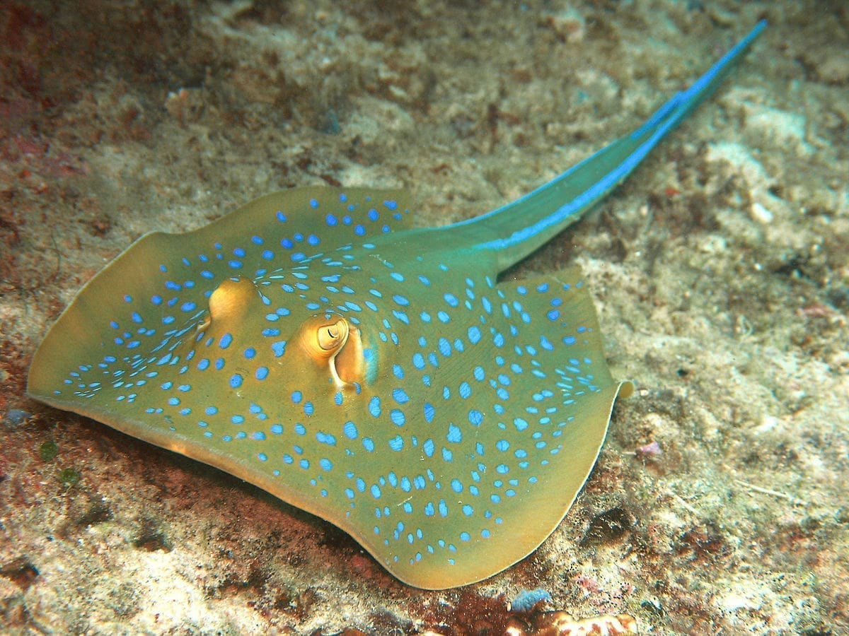 Blue Spot Stingray Africa(Expert Only)