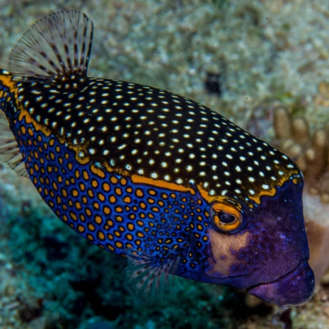 Blue Spotted Black Boxfish (Male)