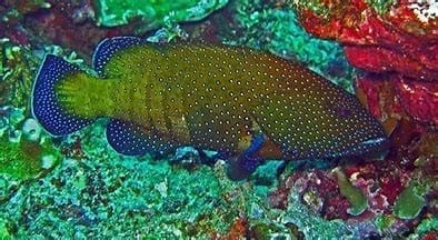 Blue Spotted Grouper (Argus)