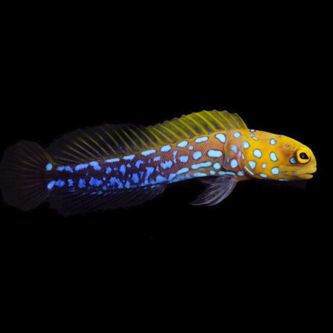 Blue Spotted Jawfish