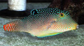 Blue Spotted toby puffer