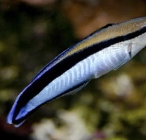 Blue Streak Cleaner Wrasse
