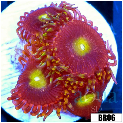 Bozos Birthday Zoas