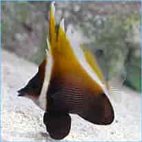 Brown Heniochus Med