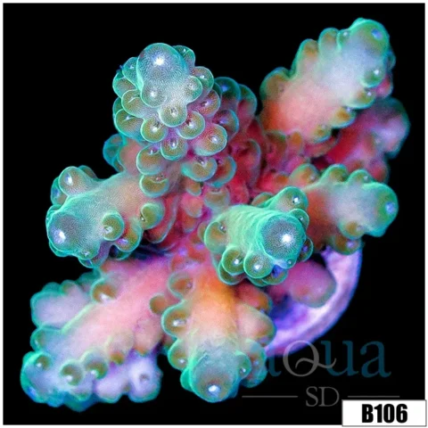 Bubble Blue Acropora