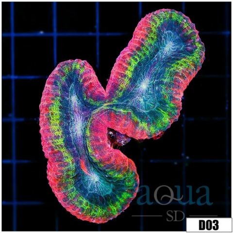 Bubble Gum Rim Symphyllia