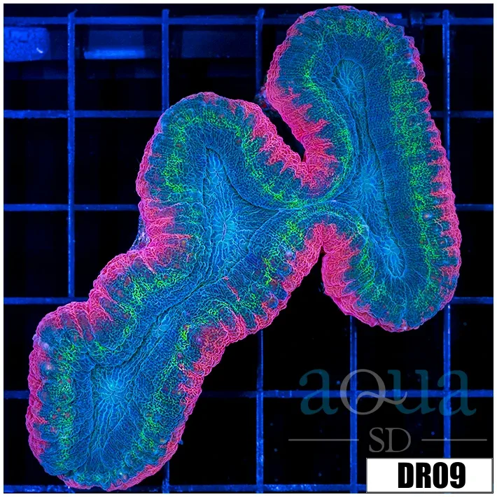 Bubble Gum Rim Symphyllia - Image 2