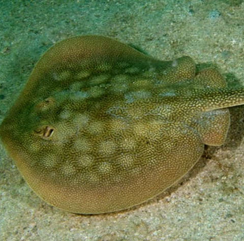 California Round Ray
